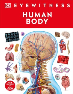 Human Body - Dorling Kindersley