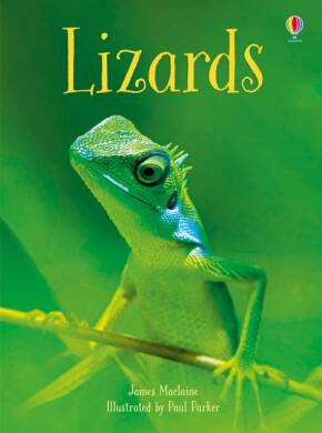 Lizards - 1