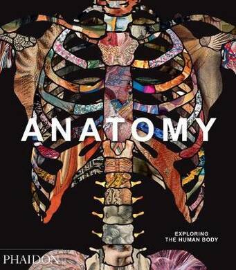 Anatomy - 2